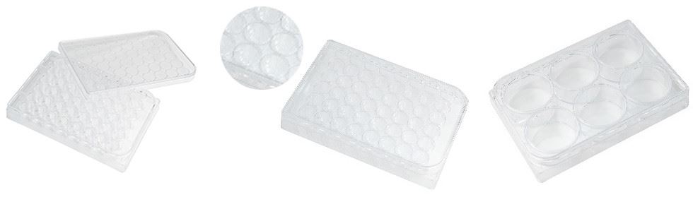 Disposable Transparent Tissue Culture Plates